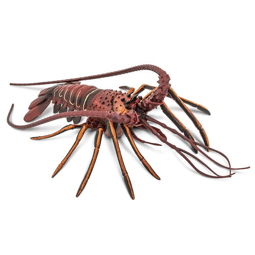 100076-Spiny Lobster