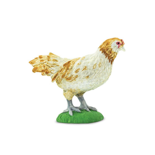 100090-Ameraucana Chicken