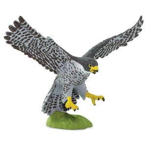 100094-Peregrine Falcon