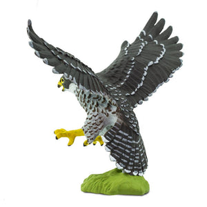 100094-Peregrine Falcon