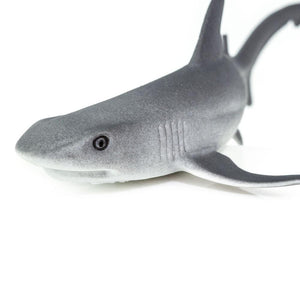 100100-Whitetip Reef Shark
