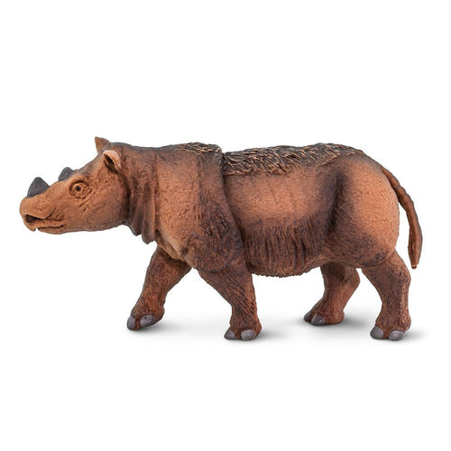 100103-Sumatran Rhino
