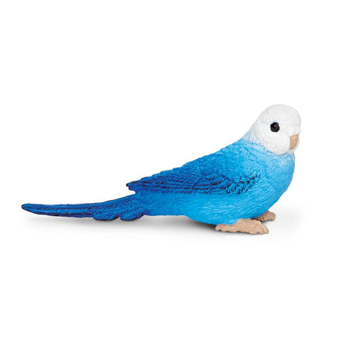 150629-Blue Budgie