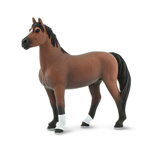 153105-Morgan Stallion