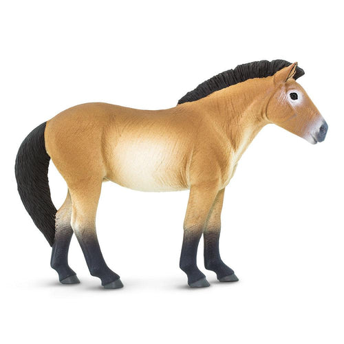 153505-Przewalski's Horse