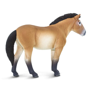 153505-Przewalski's Horse