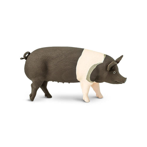 161829-Hampshire Pig