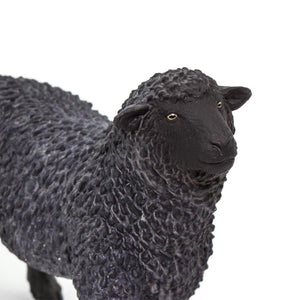 162229-Black Sheep