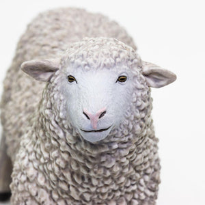 162429-Sheep