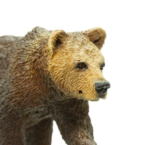 181429-Grizzly Bear Cub