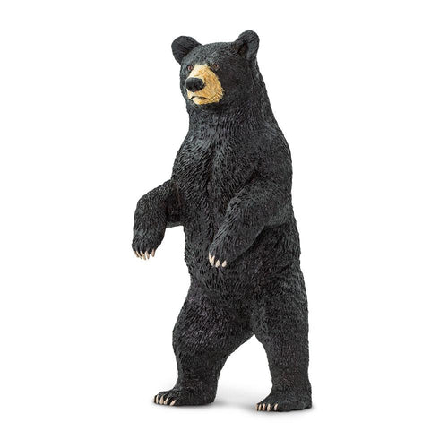 181629-Black Bear