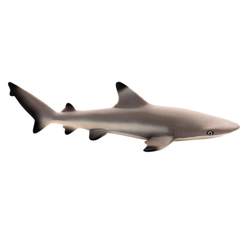 200029-Blacktip Reef Shark
