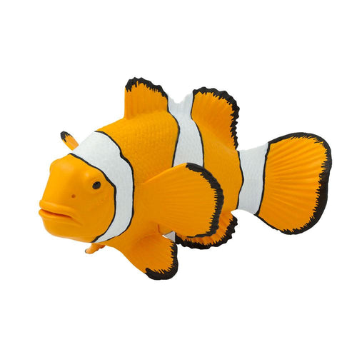 204129-Clown Anemonefish