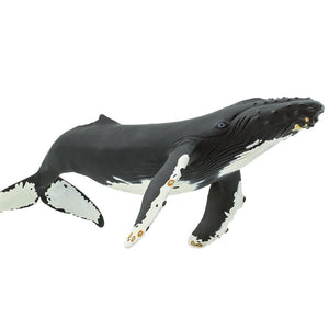 210002-Humpback Whale