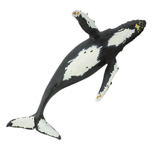 210002-Humpback Whale