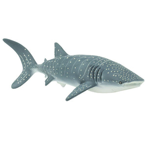 210602-Whale Shark