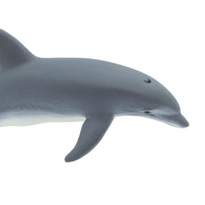 210802-Bottlenose Dolphin