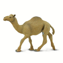 Cargar imagen en el visor de la galería, 222429-Dromedary Camel