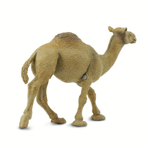 222429-Dromedary Camel