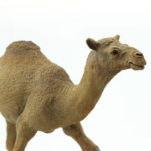 222429-Dromedary Camel
