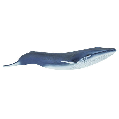 223229-Blue Whale