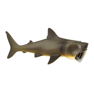 223429-Basking Shark