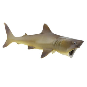 223429-Basking Shark