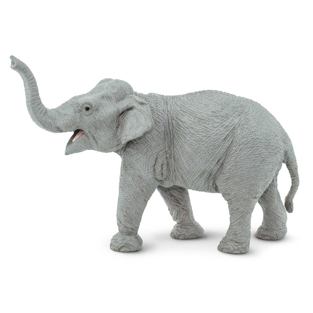 227529-Asian Elephant