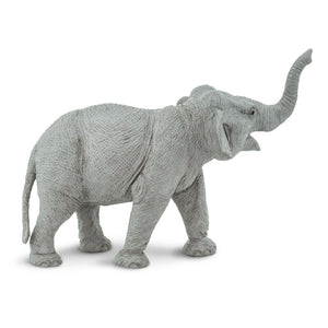 227529-Asian Elephant