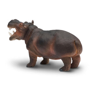 229029-Hippopotamus