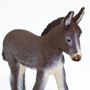 249929-Donkey Foal