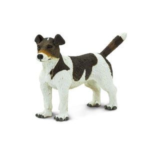 254229-Jack Russell Terrier