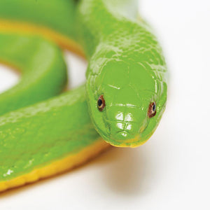 257729-Rough Green Snake