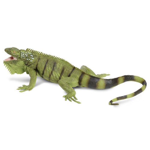 267729-Iguana