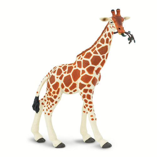 268429-Reticulated Giraffe