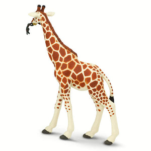 268429-Reticulated Giraffe