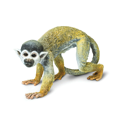 269829-Squirrel Monkey