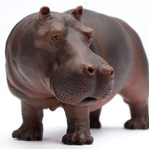270429-Hippopotamus