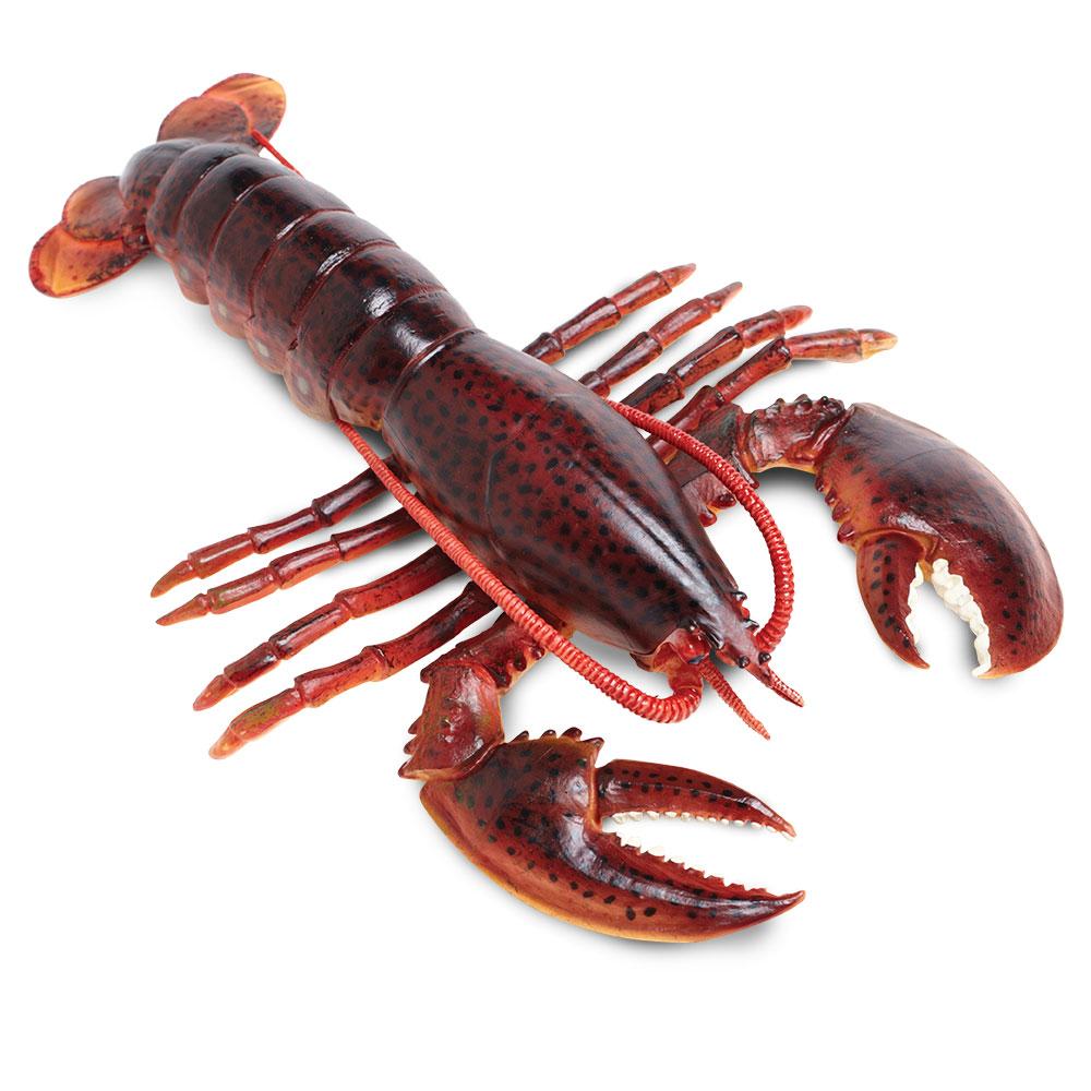 281629-Maine Lobster