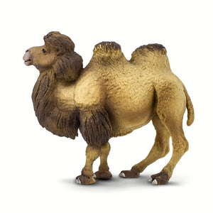 290929-Bactrian Camel