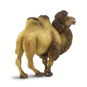 290929-Bactrian Camel