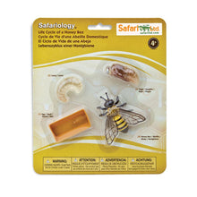 Cargar imagen en el visor de la galería, 622716-Life Cycle of a Honey bee
