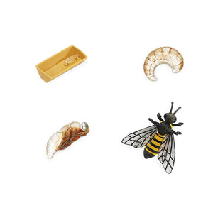 622716-Life Cycle of a Honey bee
