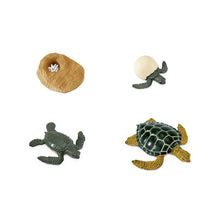 Cargar imagen en el visor de la galería, 662316-Life Cycle of a Green Sea Turtle