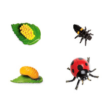 Cargar imagen en el visor de la galería, 662716-Life Cycle of a Ladybug